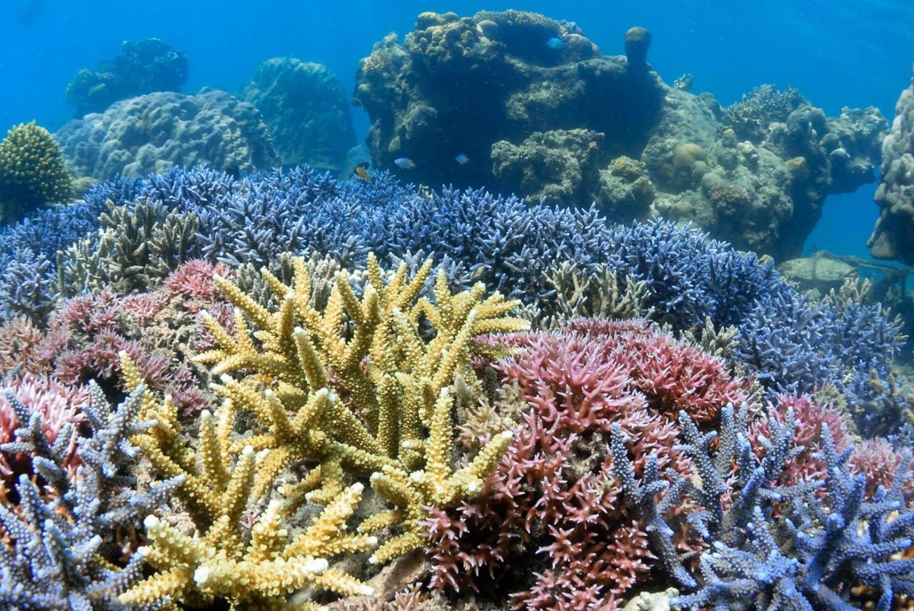 Alam Karang Ξενοδοχείο Gili Gede Εξωτερικό φωτογραφία