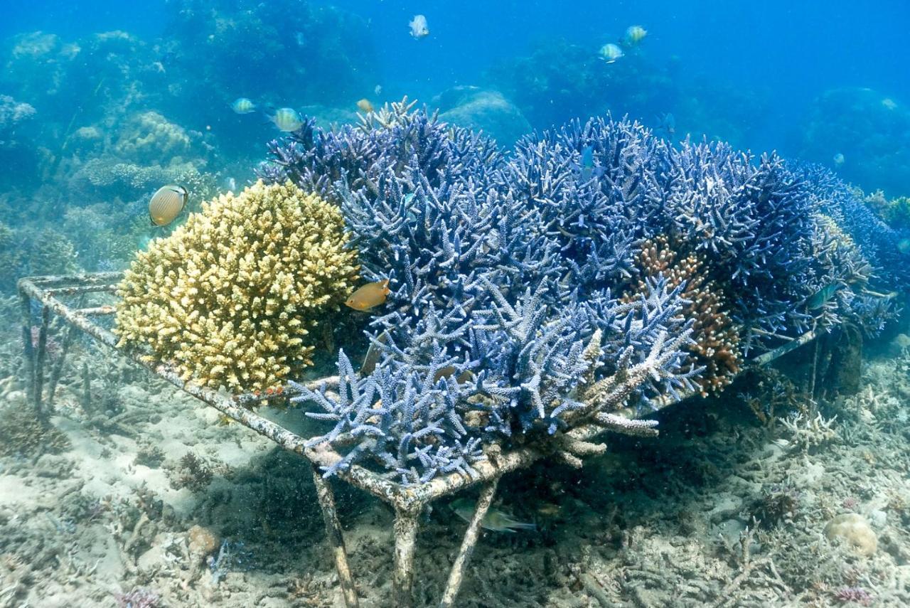 Alam Karang Ξενοδοχείο Gili Gede Εξωτερικό φωτογραφία