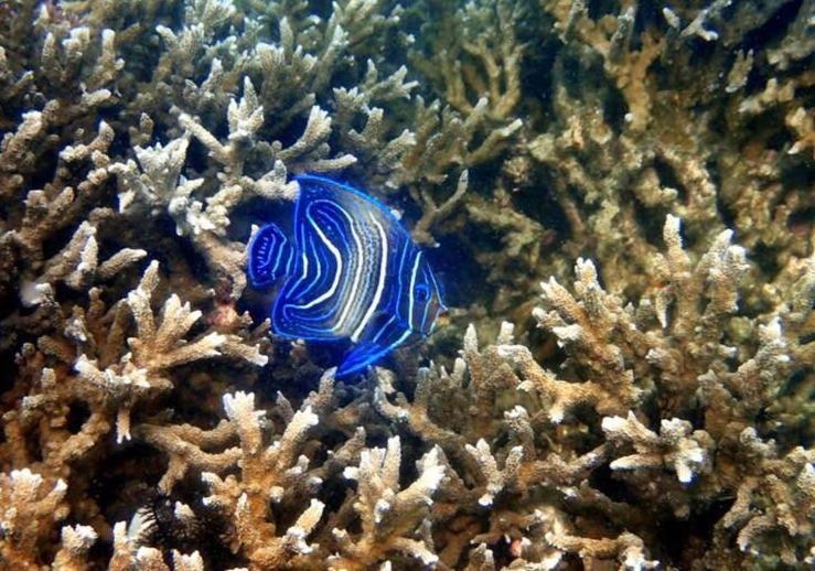 Alam Karang Ξενοδοχείο Gili Gede Εξωτερικό φωτογραφία